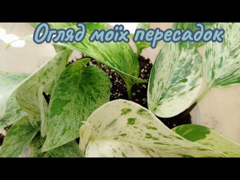 Видео: ОГЛЯД МОЇХ ПЕРЕСАДОК 🌱🌿💚