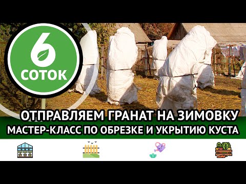 Видео: Отправляем гранат на зимовку. Мастер-класс по обрезке и укрытию куста. 6 соток 26.11.2023