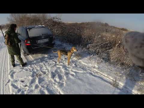 Видео: Охота на зайца с русской гончей.  Матерый хитрец и "счастливый" случай.