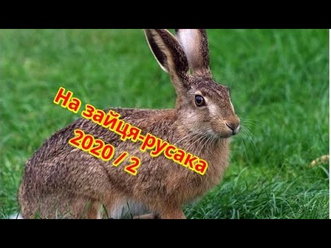 Видео: Охота на зайца 2020 | Полювання на зайця-русака | Частина 2