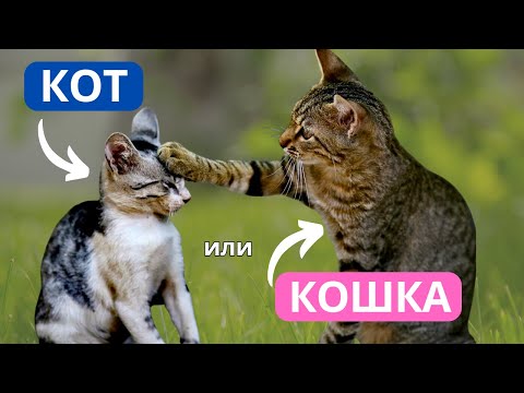 Видео: Кто ЛУЧШЕ - КОТ или КОШКА? Ответ вас удивит
