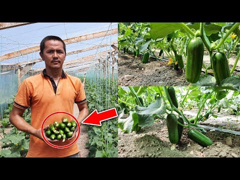 Видео: БАДЫРАҢ эгип БАЙЫСА болот | Күнөскана СЫРЛАРЫ