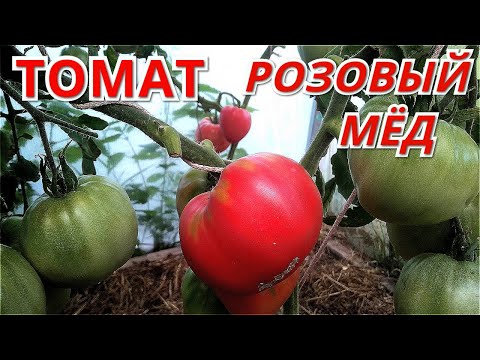 Видео: Томат РОЗОВЫЙ МЁД. Много больших и вкусных плодов.Крупноплодный сибирский сорт.