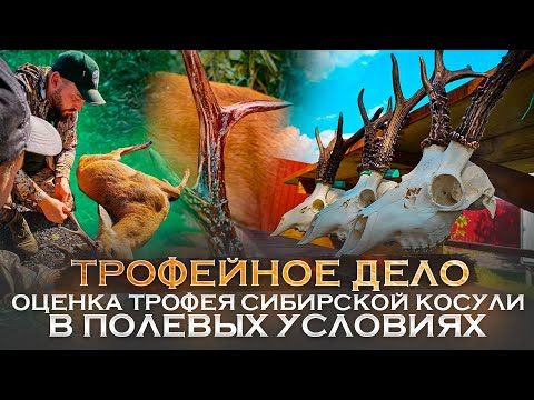 Видео: Сибирская косуля. Оценка трофейных качеств. Инструкция.
