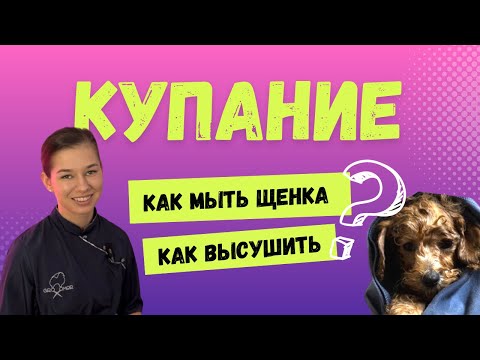 Видео: Как правильно купать и высушить щенка мальтипу, мальтезе, пуделя и другие длинношерстные породы.