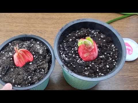 Видео: продолжение обработки половинки луковицы и посадка