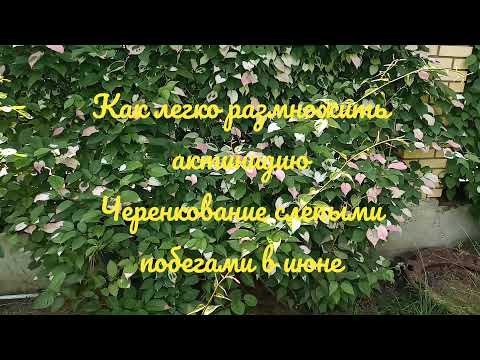 Видео: Как размножить актинидию