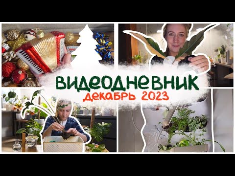 Видео: ВИДЕОДНЕВНИК цветовода | КАРАМЕЛЬ МАРБЛ распаковка ||  декабрь 2023