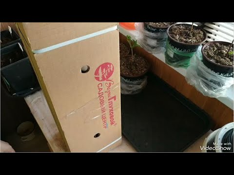 Видео: Распаковка саженцев гортензий из питомника Веры Глуховой