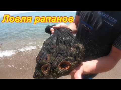 Видео: Ловля рапанов на Черном море. Подводная съемка. Готовим улов. Как приготовить рапанов.