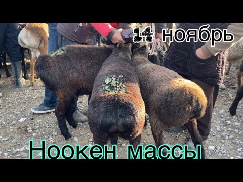 Видео: 14 ноябрь 2025 ноокен массы кой базары базар кандай болду 