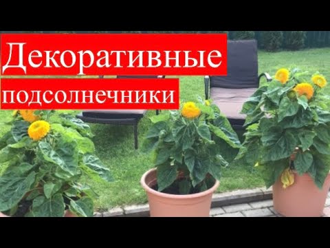 Видео: Декоративные подсолнечники от посева до цветения. Мишка Тедди