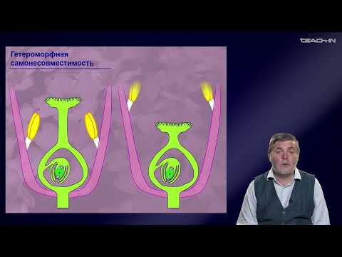 Видео: Чуб В.В. - Молекулярная генетика развития растений - 12. Эволюция пола у растений