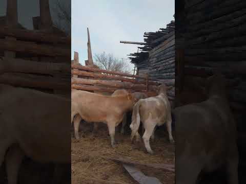 Видео: #крс #