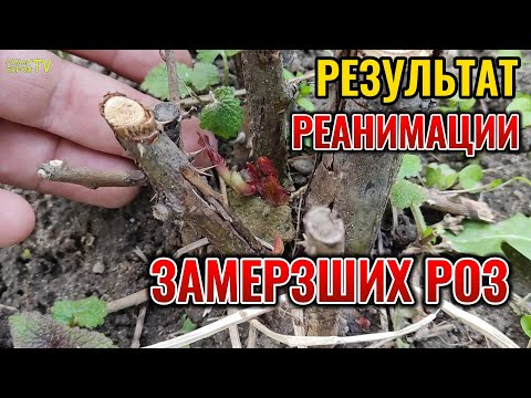 Видео: ПОКАЗЫВАЮ РЕЗУЛЬТАТ ПРИМЕНЕНИЯ И РЕЦЕПТ ЖИВОЙ ВОДЫ ДЛЯ ЗАМЕРЗШИХ РОЗ