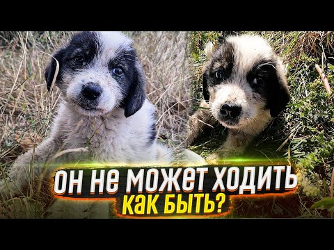 Видео: ❗SOS❗Массово Выкинули щенят за город, один не может ходить 😱. СРОЧНО ищут добрые руки