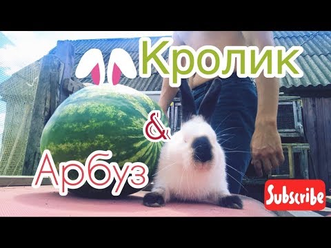 Видео: Арбуз. Можно ли Кормить Кролика Арбузом | Дневник Кроликовода №27 | Арболитич