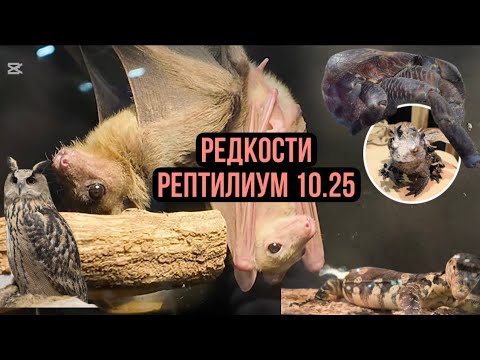 Видео: Выставка-ярмарка экзотических животных 