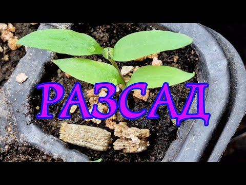 Видео: 8. Рассада – Секрет садоводства – природный материал для сада.