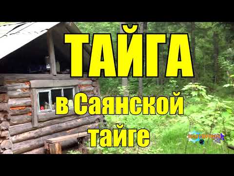Видео: ТАЙГА | В Саянской Тайге