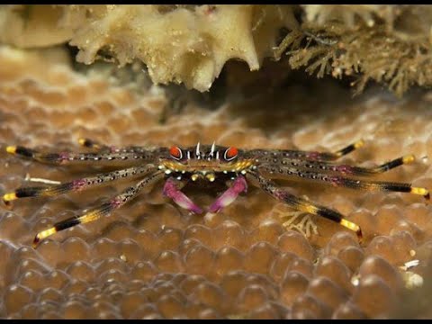 Видео: "Рифовый Аквариум" Валония. Часть 30