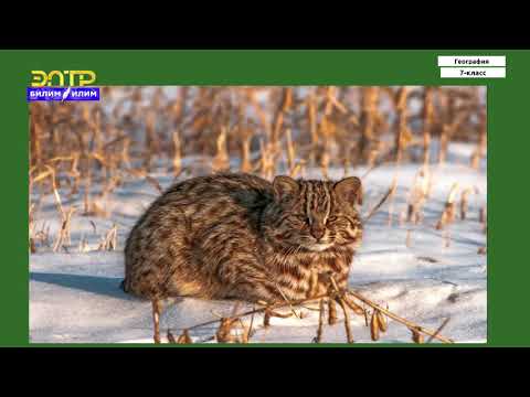 Видео: 7-класс | География  | Евразиянын жаратылыш зоналары