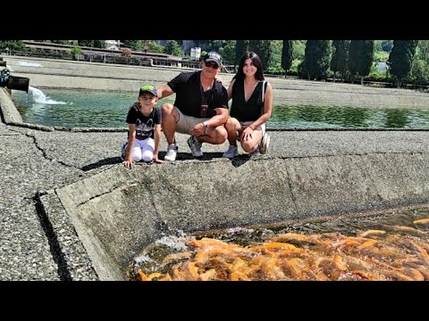 Видео: Гиганты в Пруду! На Форелевом Хозяйстве в Адлере!!!