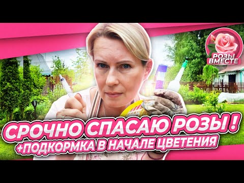 Видео: КТО СПИЛИЛ БУТОНЫ РОЗ | ОБРАБОТКА ОТ ВРЕДИТЕЛЕЙ | ПОДКОРМКА В ФАЗЕ БУТОН-ГОРОШИНА | РОЗЫ ВМЕСТЕ №3