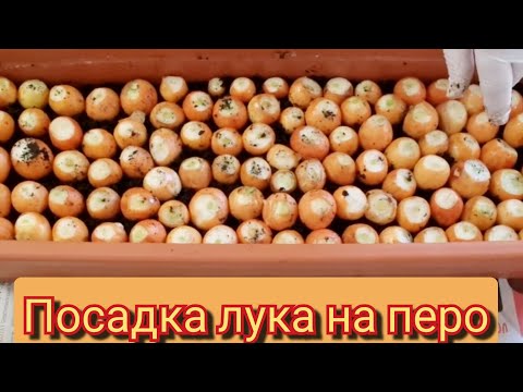 Видео: Если нету дачи ?! свежая зелень на балконе!