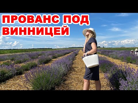 Видео: Французский Прованс под Винницей. Зацвело лавандовое поле