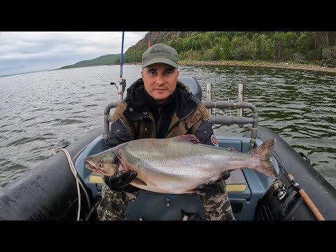 Видео: ГОРБУША . ОТЛОВИЛИСЬ ХОРОШО / CATCHED WELL