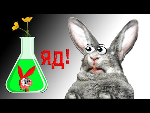 Видео: Кроличий яд