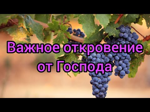 Видео: Так говорит Господь: "Кто не приносит доброго плода, будет отсечен"...