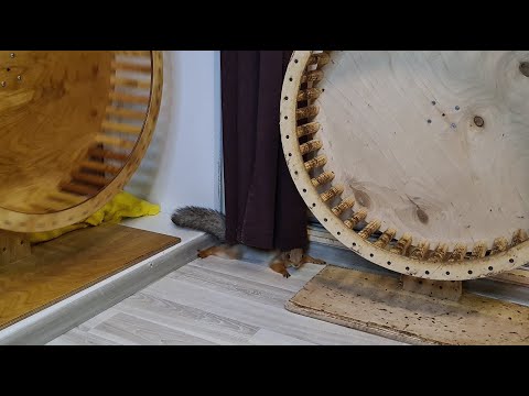 Видео: У белки два колеса!!! 😍 Rich squirrel