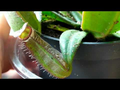 Видео: Непентес "Белоокаймленный". Nepenthes "Albomarginata". Сортовые особенности, содержание, пересадка.
