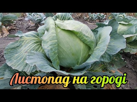 Видео: Листопад на городі: що ще потрібно зробити?