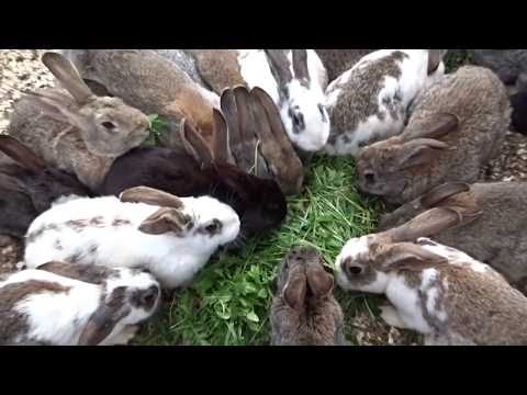 Видео: Кормление кроликов!