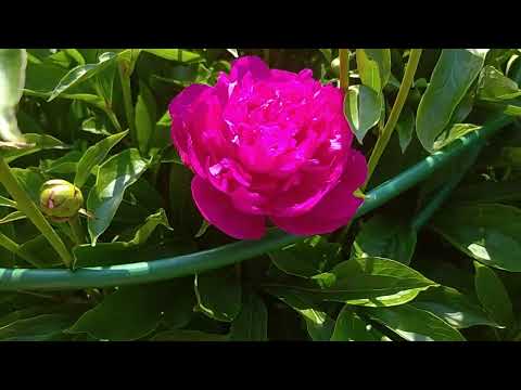 Видео: Цветут пионы. Часть 2