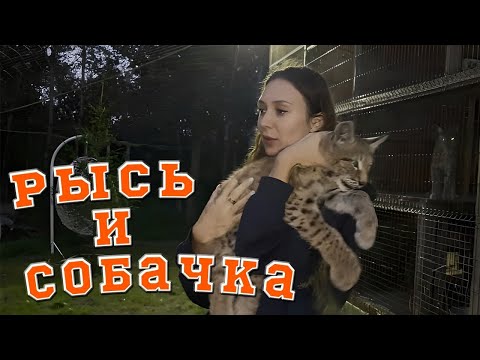 Видео: Рысенок, играющий с собакой, пумы, еноты и мастер-класс по плову. @katyabobcat