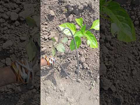 Видео: Супер приспособление для прополки из проволоки.Это работает,полит супер.