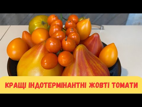 Видео: Кращі індотермінантні жовті томати