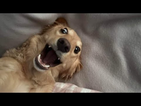 Видео: Тошкіна бухгалтерія…