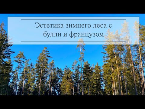 Видео: Американские булли с французом гуляют в лесу. Случилось небольшое ЧП.