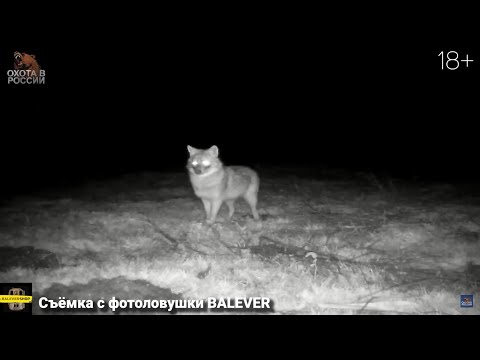 Видео: Волки лютуют, режут скот. Фермеры  плачут.  Волчатник-профессионал  пришёл на помощь.