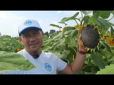 Видео: Кондитерский сорт подсолнечника ГЕРАКЛ в Полтавской области на  участке выращивания элиты в 2021году