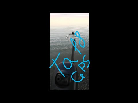 Видео: Недорогой карповый прикормочный кораблик Ta18 с GPS.