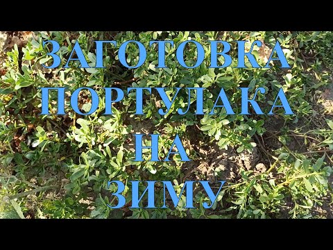 Видео: ЗАГОТОВКА ПОРТУЛАУКА НА ЗИМУ.ГОТОВИМ ПОРТУЛАК В КАЗАНЕ НА КОСТРЕ. # 57