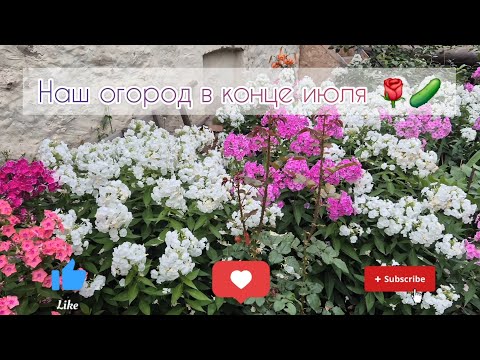Видео: Наш огород в конце июля 🌹🥒