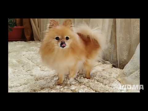 Видео: Боня нарезки видио2