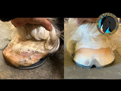 Видео: Аполло из Шайра переделывает ноги после ужасной ковки от ASMR-коваля!!